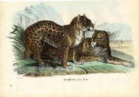 Jaguar 1863-79