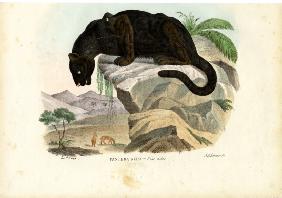 Javan Leopard 1863-79