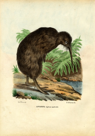 Kiwi von Raimundo Petraroja