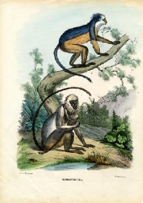 Langurs 1863-79