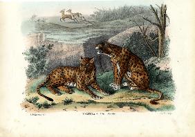 Leopard 1863-79
