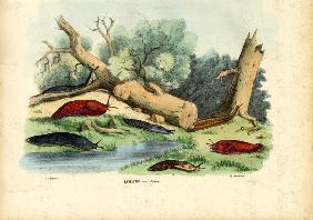 Limax Snail 1863-79