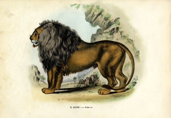 Lion von Raimundo Petraroja