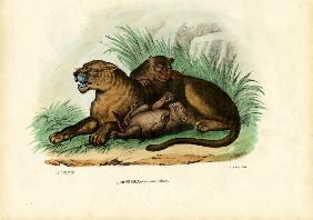 Lioness With Cubs 1863-79