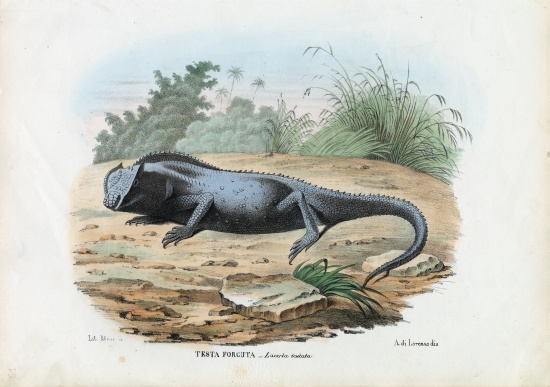 Lizard von Raimundo Petraroja