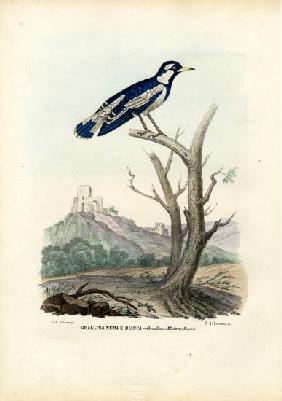 Magpie-Lark 1863-79