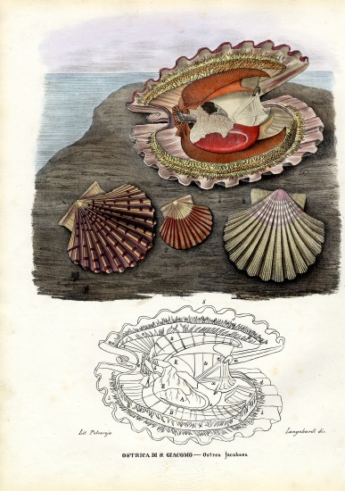 Mussels von Raimundo Petraroja