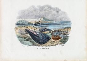 Mussels 1863-79