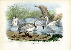 Mute Swan 1863-79