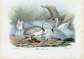 Mute Swan 1863-79