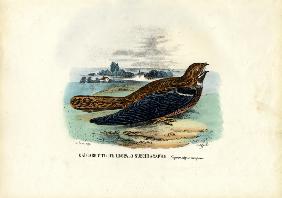 Nightjar 1863-79