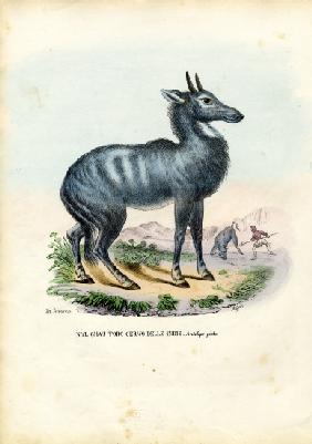 Nilgai 1863-79