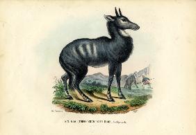 Nilgai 1863-79