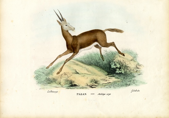Oryx von Raimundo Petraroja