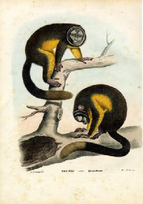 Owl Monkey 1863-79