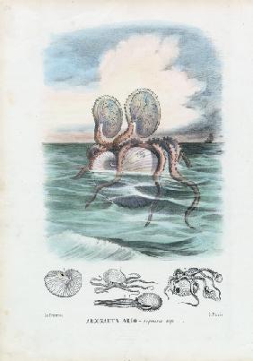 Paper Nautilus 1863-79