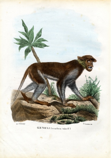 Patas Monkey von Raimundo Petraroja
