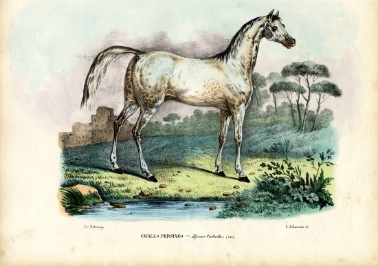 Persian Horse von Raimundo Petraroja