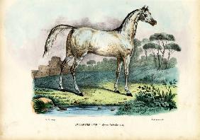 Persian Horse 1863-79