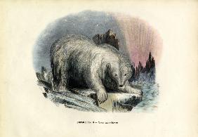 Polar Bear 1863-79