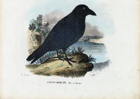 Raven 1863-79