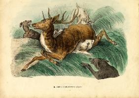Red Deer 1863-79