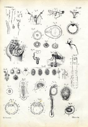 Reproductive Organ 1863-79