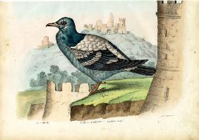 Rock Pigeon 1863-79