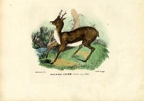 Roe Deer 1863-79