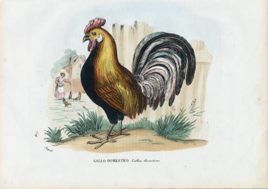 Rooster von Raimundo Petraroja