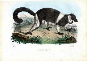 Ruffed Lemur 1863-79