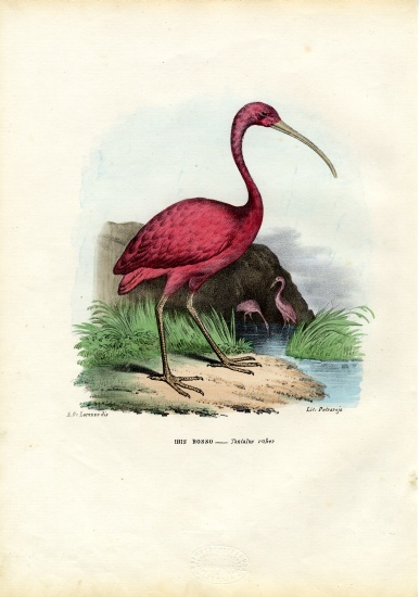 Scarlet Ibis von Raimundo Petraroja
