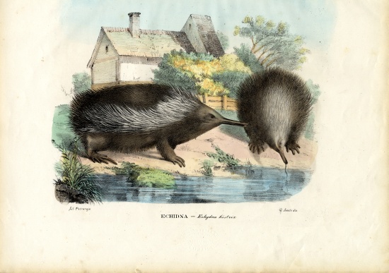 Short-Beaked Echidna von Raimundo Petraroja