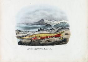 Shrimpfish 1863-79