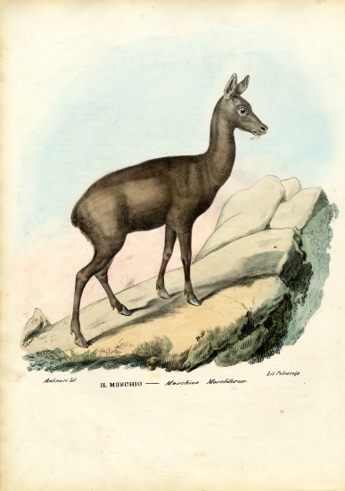 Siberian Musk Deer von Raimundo Petraroja