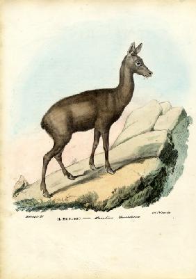 Siberian Musk Deer 1863-79