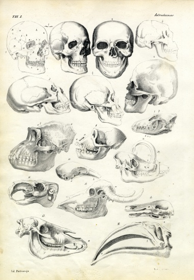 Skulls von Raimundo Petraroja