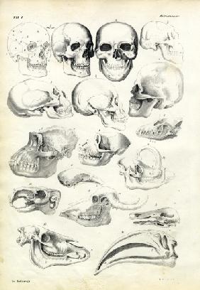 Skulls 1863-79