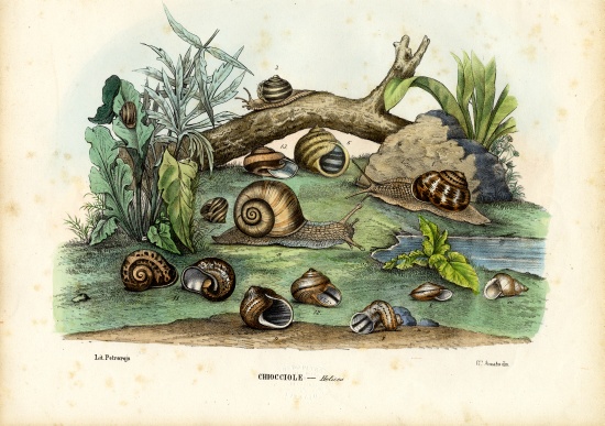Snails von Raimundo Petraroja