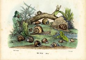 Snails 1863-79
