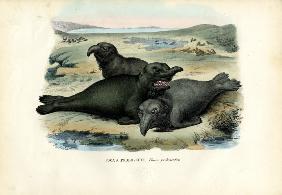 Southern Elaphant Seal 1863-79