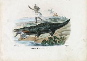 Spectacled Caiman 1863-79