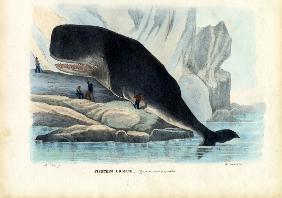 Sperm Whale 1863-79