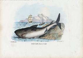 Spiny Dogfish 1863-79