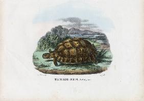 Spur-Thighed Tortoise 1863-79