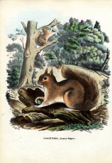 Squirrel von Raimundo Petraroja