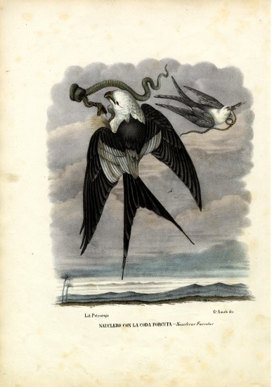 Swallow-Tailed Kite von Raimundo Petraroja