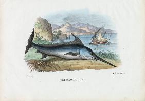 Swordfish 1863-79