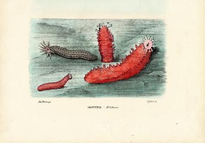 Sea Cucumber 1863-79