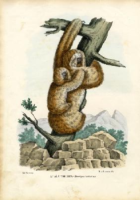 Three-Toed Sloth 1863-79